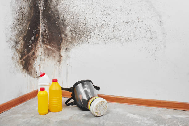 Biohazard Mold Removal in Chelsea, MA